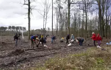 LAS PEŁEN PRZYSZŁOŚCI &ndash; WSP&Oacute;LNA AKCJA SADZENIA DRZEW W NADLEŚNICTWIE KOZIENICE 2