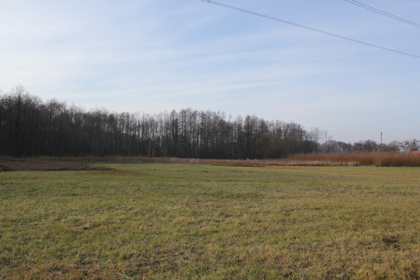 Park w Janikowie z XIX w.