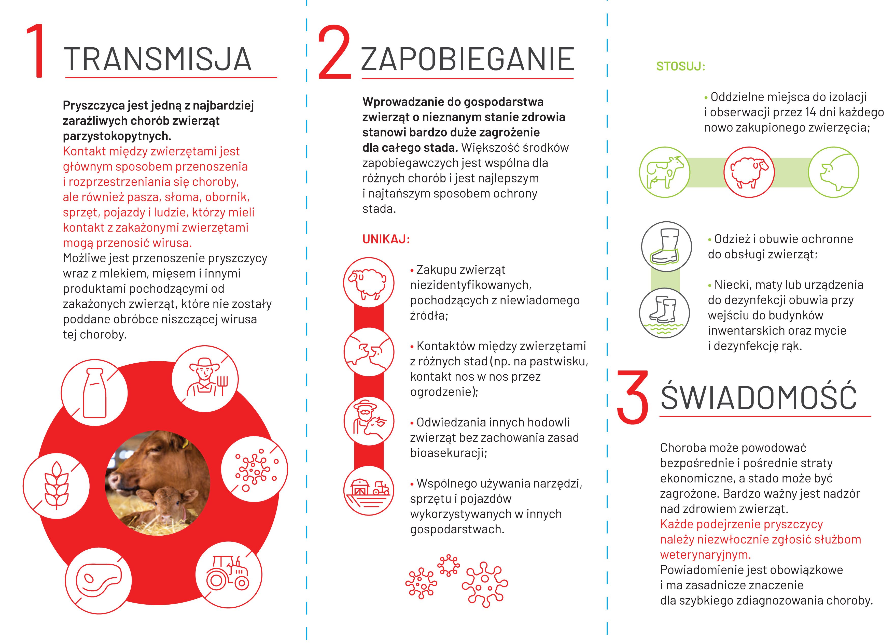 Pryszczyca ulotka 2